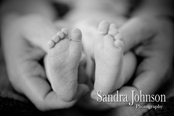 Best Baby Portraits by Sandra Johnson - Sandra Johnson (SJFoto.com)