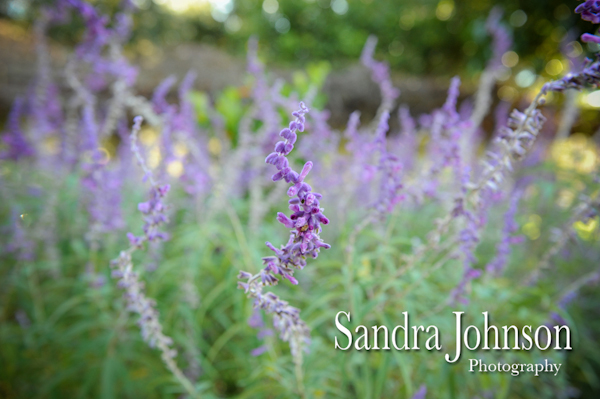Best Orlando Wedding photographer - Sandra Johnson (SJFoto.com)