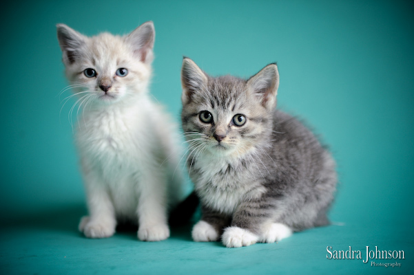 Best Cat Portraits by Sandra Johnson - Sandra Johnson (SJFoto.com)