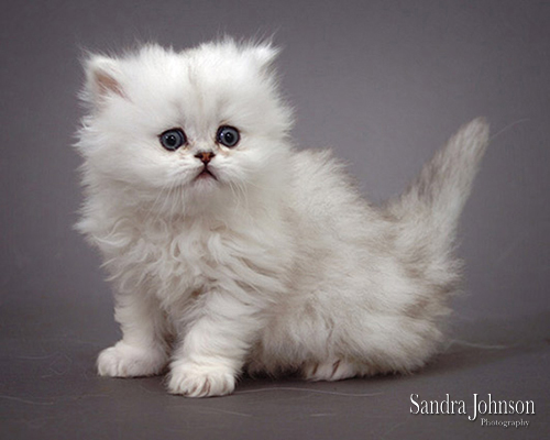 Best Cat Portraits by Sandra Johnson - Sandra Johnson (SJFoto.com)