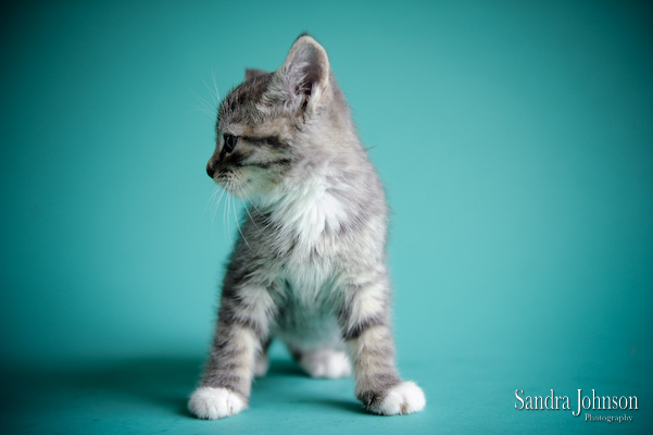 Best Cat Portraits by Sandra Johnson - Sandra Johnson (SJFoto.com)