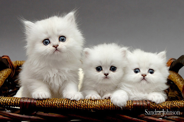 Best Cat Portraits by Sandra Johnson - Sandra Johnson (SJFoto.com)