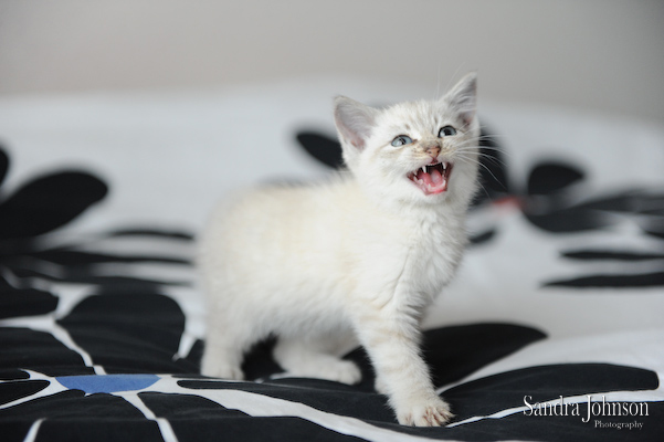 Best Cat Portraits by Sandra Johnson - Sandra Johnson (SJFoto.com)