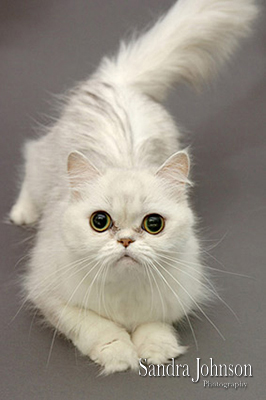 Best Cat Portraits by Sandra Johnson - Sandra Johnson (SJFoto.com)