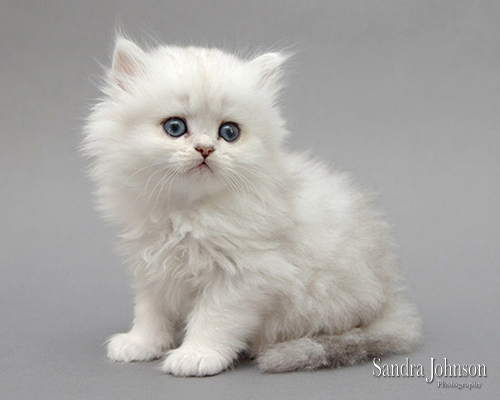 Best Cat Portraits by Sandra Johnson - Sandra Johnson (SJFoto.com)