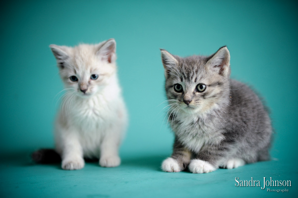 Best Cat Portraits by Sandra Johnson - Sandra Johnson (SJFoto.com)