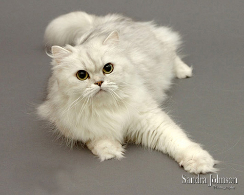 Best Cat Portraits by Sandra Johnson - Sandra Johnson (SJFoto.com)