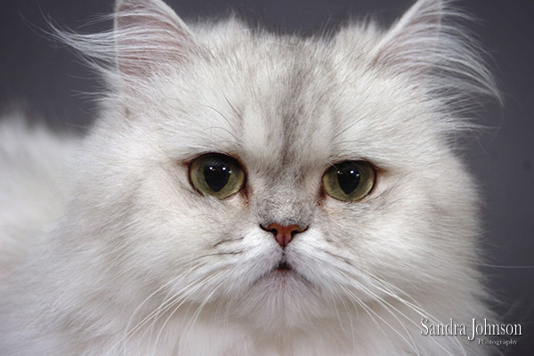 Best Cat Portraits by Sandra Johnson - Sandra Johnson (SJFoto.com)