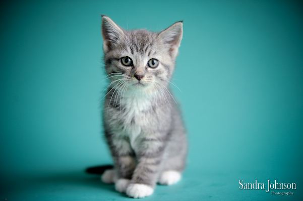 Best Cat Portraits by Sandra Johnson - Sandra Johnson (SJFoto.com)