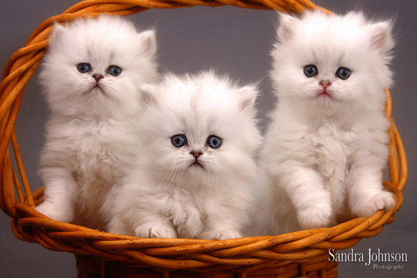 Best Cat Portraits by Sandra Johnson - Sandra Johnson (SJFoto.com)