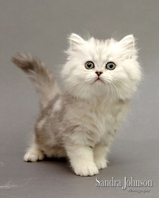 Best Cat Portraits by Sandra Johnson - Sandra Johnson (SJFoto.com)
