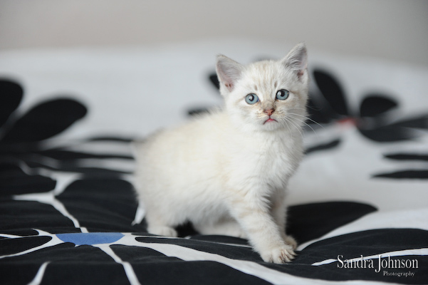 Best Cat Portraits by Sandra Johnson - Sandra Johnson (SJFoto.com)