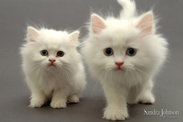 Best Cat Portraits by Sandra Johnson - Sandra Johnson (SJFoto.com)