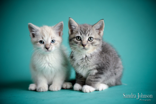 Best Cat Portraits by Sandra Johnson - Sandra Johnson (SJFoto.com)