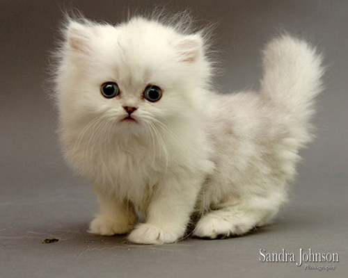 Best Cat Portraits by Sandra Johnson - Sandra Johnson (SJFoto.com)
