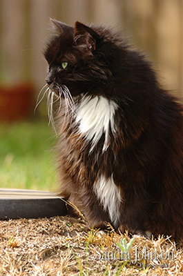 Best Cat Portraits by Sandra Johnson - Sandra Johnson (SJFoto.com)