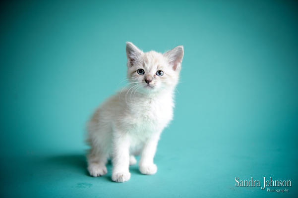 Best Cat Portraits by Sandra Johnson - Sandra Johnson (SJFoto.com)