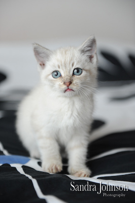 Best Cat Portraits by Sandra Johnson - Sandra Johnson (SJFoto.com)
