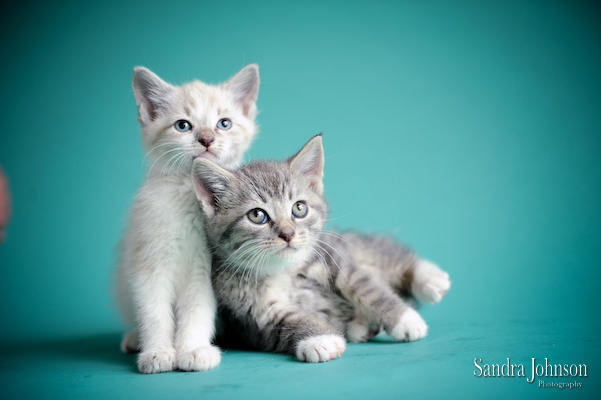 Best Cat Portraits by Sandra Johnson - Sandra Johnson (SJFoto.com)