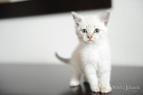 Best Cat Portraits by Sandra Johnson - Sandra Johnson (SJFoto.com)