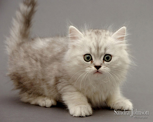 Best Cat Portraits by Sandra Johnson - Sandra Johnson (SJFoto.com)