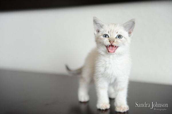 Best Cat Portraits by Sandra Johnson - Sandra Johnson (SJFoto.com)