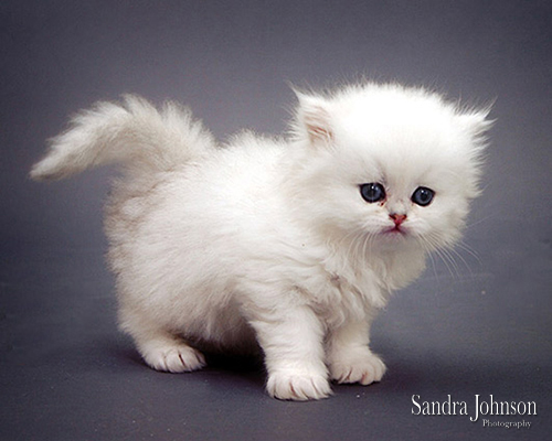 Best Cat Portraits by Sandra Johnson - Sandra Johnson (SJFoto.com)