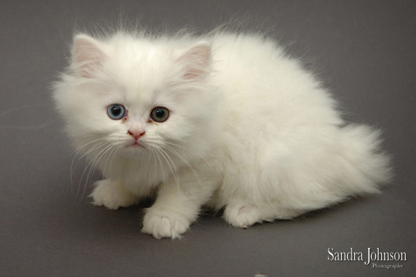 Best Cat Portraits by Sandra Johnson - Sandra Johnson (SJFoto.com)
