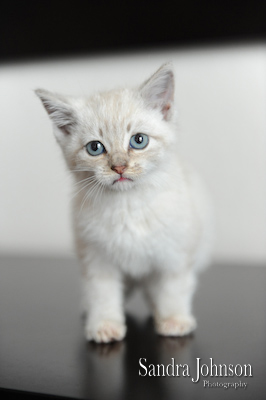 Best Cat Portraits by Sandra Johnson - Sandra Johnson (SJFoto.com)
