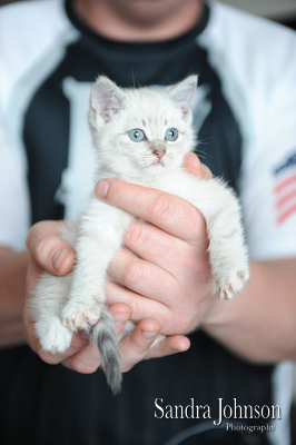Best Cat Portraits by Sandra Johnson - Sandra Johnson (SJFoto.com)