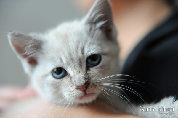 Best Cat Portraits by Sandra Johnson - Sandra Johnson (SJFoto.com)