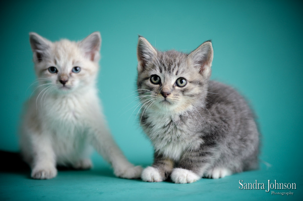 Best Cat Portraits by Sandra Johnson - Sandra Johnson (SJFoto.com)
