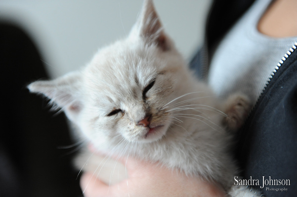 Best Cat Portraits by Sandra Johnson - Sandra Johnson (SJFoto.com)