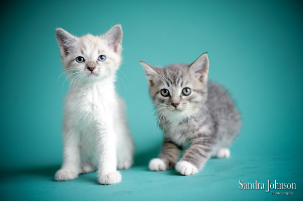 Best Cat Portraits by Sandra Johnson - Sandra Johnson (SJFoto.com)