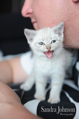 Best Cat Portraits by Sandra Johnson - Sandra Johnson (SJFoto.com)