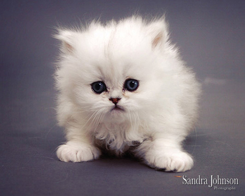 Best Cat Portraits by Sandra Johnson - Sandra Johnson (SJFoto.com)