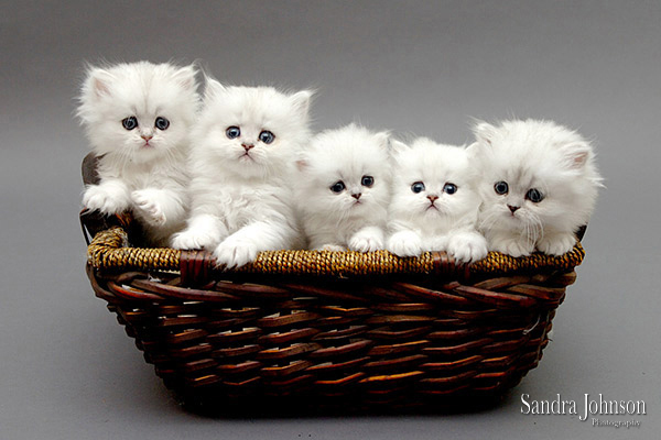 Best Cat Portraits by Sandra Johnson - Sandra Johnson (SJFoto.com)