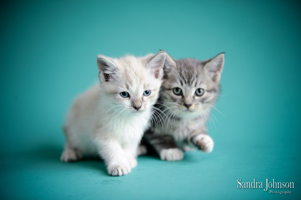 Best Cat Portraits by Sandra Johnson - Sandra Johnson (SJFoto.com)