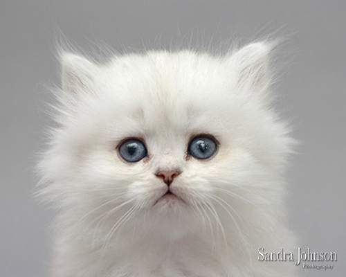 Best Cat Portraits by Sandra Johnson - Sandra Johnson (SJFoto.com)