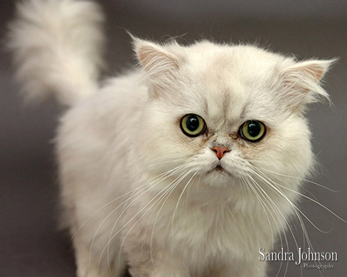 Best Cat Portraits by Sandra Johnson - Sandra Johnson (SJFoto.com)