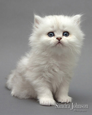 Best Cat Portraits by Sandra Johnson - Sandra Johnson (SJFoto.com)