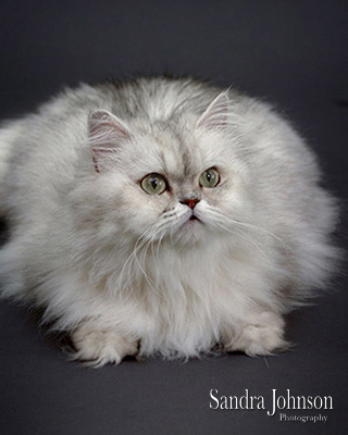 Best Cat Portraits by Sandra Johnson - Sandra Johnson (SJFoto.com)
