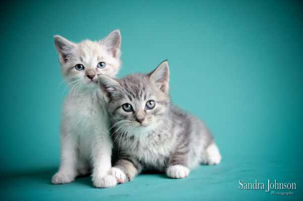 Best Cat Portraits by Sandra Johnson - Sandra Johnson (SJFoto.com)