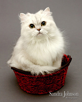 Best Cat Portraits by Sandra Johnson - Sandra Johnson (SJFoto.com)