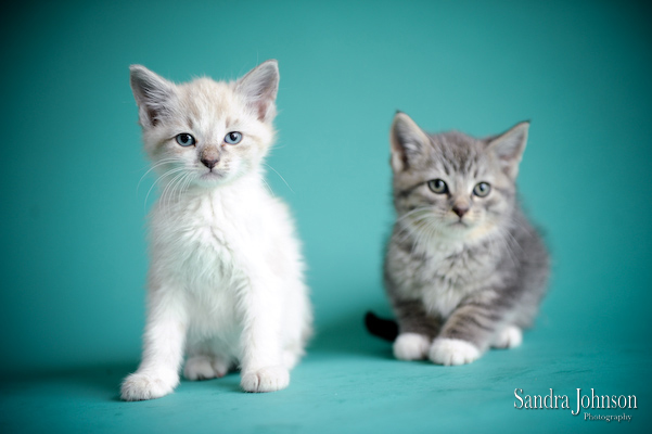 Best Cat Portraits by Sandra Johnson - Sandra Johnson (SJFoto.com)
