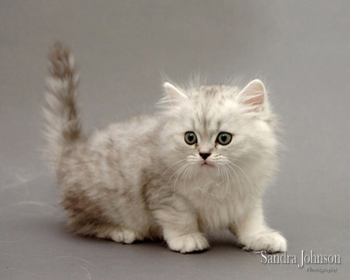 Best Cat Portraits by Sandra Johnson - Sandra Johnson (SJFoto.com)