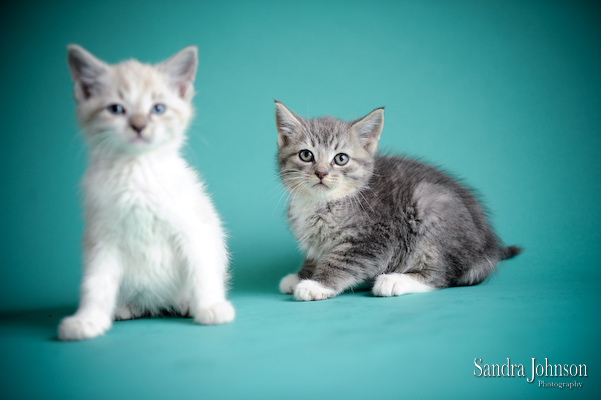 Best Cat Portraits by Sandra Johnson - Sandra Johnson (SJFoto.com)