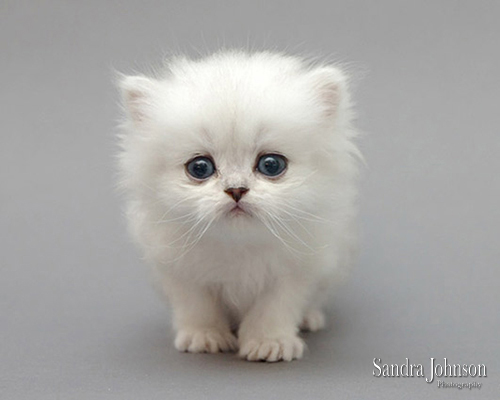 Best Cat Portraits by Sandra Johnson - Sandra Johnson (SJFoto.com)