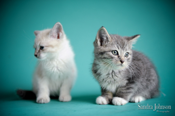 Best Cat Portraits by Sandra Johnson - Sandra Johnson (SJFoto.com)