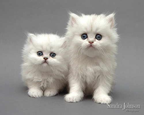 Pet Photos